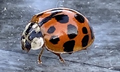 Harmonia axyridis