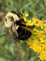 Bombus impatiens