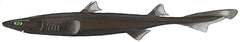 Blurred Lantern Shark photo 3