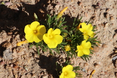 Oxalis namaquana