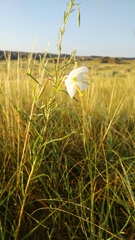 Oenothera nuttallii