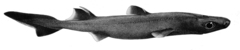 Southern Lanternshark photo 4