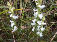 Spiranthes incurva