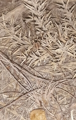 Cosmobunus granarius