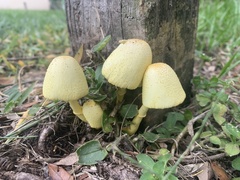 Leucocoprinus birnbaumii image