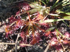 Drosera intermedia