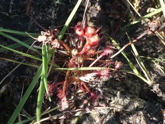 Drosera intermedia