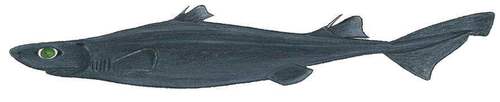 Great Lanternshark