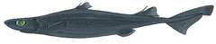 Great Lanternshark photo 3
