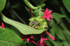 Polybia occidentalis