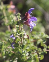 Salvia dentata