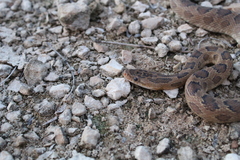 Senticolis triaspis triaspis