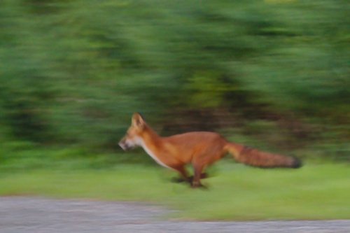 Eastern American Red Fox photographed in Pennsylvania