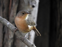 Southern House Wren - Photo (c) Juliano Marques, some rights reserved (CC BY-NC), uploaded by Juliano Marques
