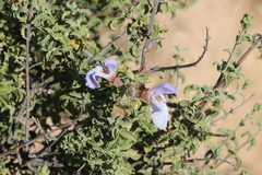 Salvia dentata
