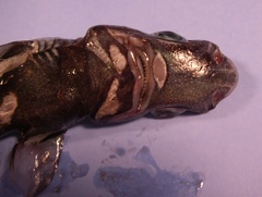 Green Lantern Shark photo 2
