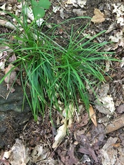 Carex pedunculata