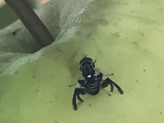 Rhagoletis pomonella