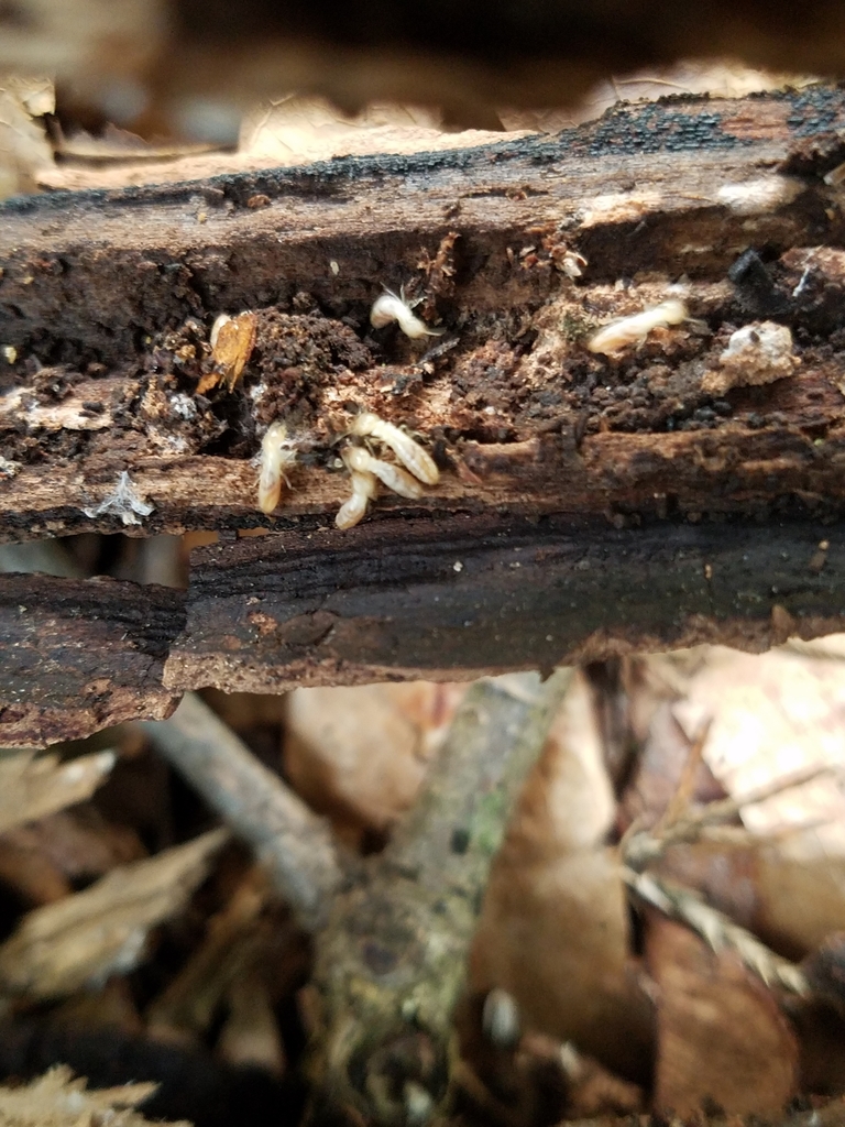 Eastern Subterranean Termite from Lincoln Charter Township, MI, USA on ...