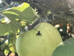 Rhagoletis pomonella