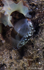 Monetaria caputophidii