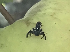 Rhagoletis pomonella