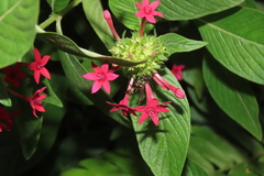 Polybia occidentalis