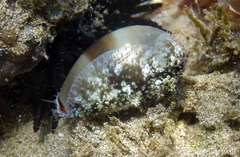 Monetaria caputophidii