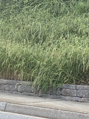 Poaceae