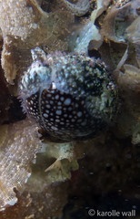 Monetaria caputophidii