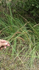 Carex spissa