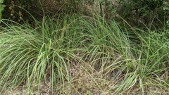 Carex spissa
