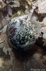 Monetaria caputophidii