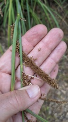 Carex spissa