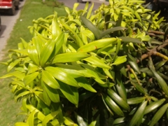 Podocarpus oleifolius