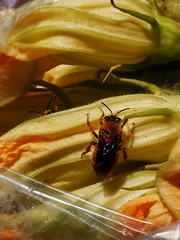 Xenoglossa fulva