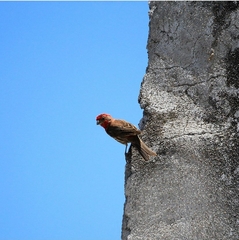 Haemorhous mexicanus