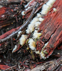 Schizophyllum commune
