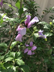 Xylocopa virginica