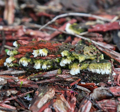 Schizophyllum commune