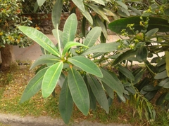 Sapium laurifolium