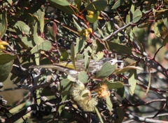 Purnella albifrons