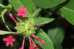 Polybia occidentalis