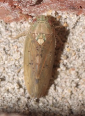 Ponana quadralaba