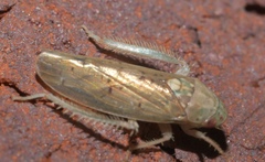 Ponana quadralaba