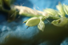 Urochloa reptans