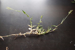 Urochloa reptans