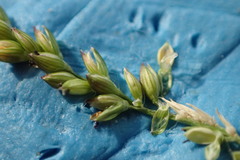 Urochloa reptans