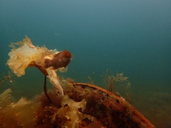 Tautogolabrus adspersus
