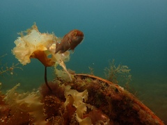 Tautogolabrus adspersus